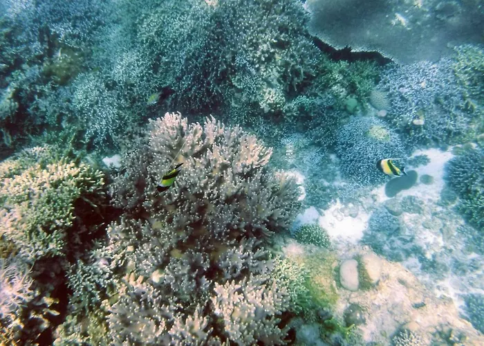 T Breeze Coastal Moalboal
